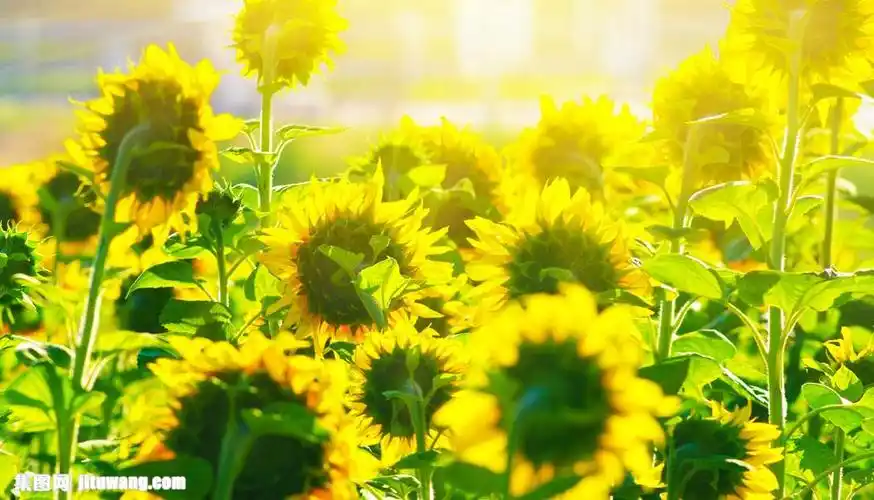 风景,美丽景色,向日葵,葵花,美丽鲜花,漂亮花朵,花卉,鲜花摄影,花草