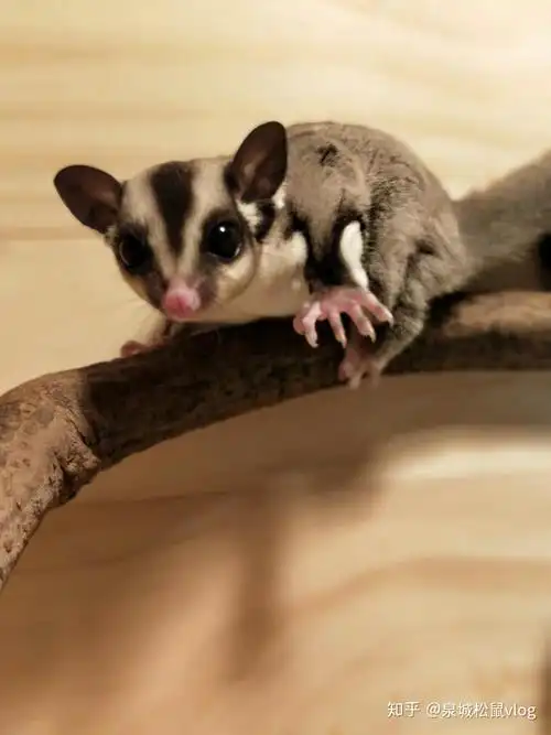 蜜袋鼯好养吗蜜袋鼯冬天怎么养