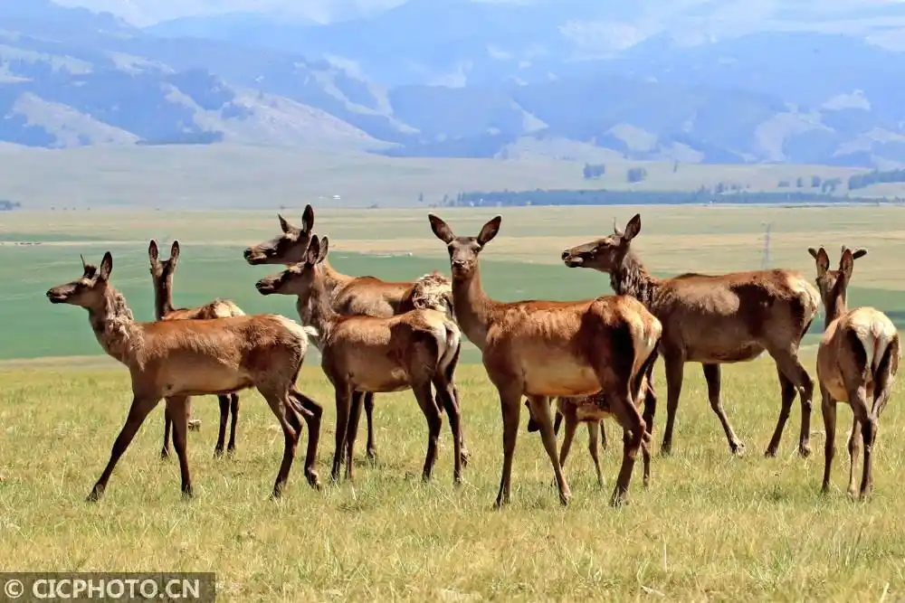 成群马鹿靓草原|新疆|马鹿|草原_新浪新闻