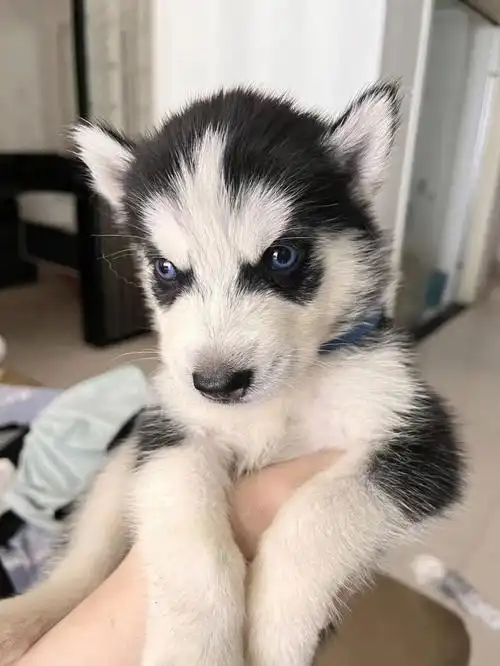 长沙有偿领养哈士奇,要对小狗好#长沙宠物领养  #长沙  #哈士奇