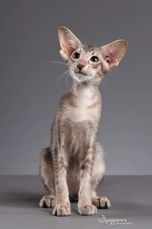 东方短毛猫|摄影|宠物摄影|spyzoo - 原创作品 - 站酷 (zcool)