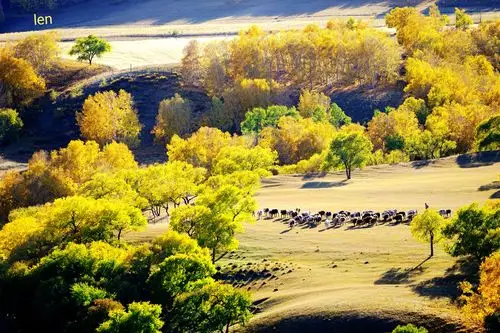 金色年华—坝上