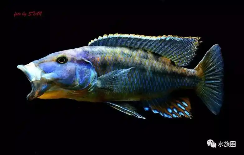 高清三湖慈鲷细细品味马鲷之美