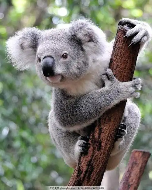 世界上最可爱的动物前十名(全球公认十大最呆萌的动物)-临渡百科