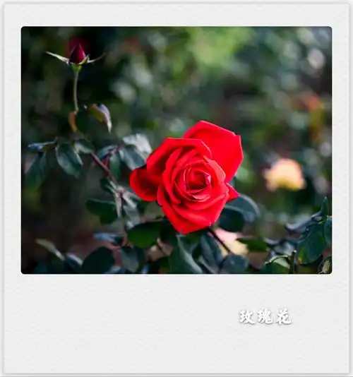 风雨彩虹铿锵玫瑰(首发)