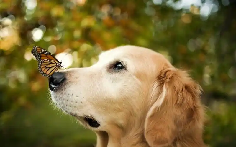 与蝴蝶的金毛猎犬在墙纸,高清图片 - ipad壁纸