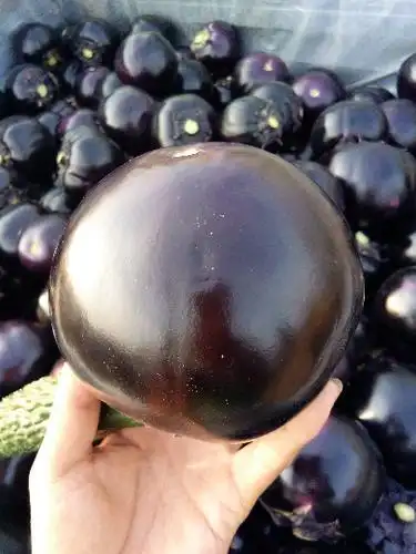 黑茄子王2016年09月12日莘县茄子价格 - 绿果网产地报价