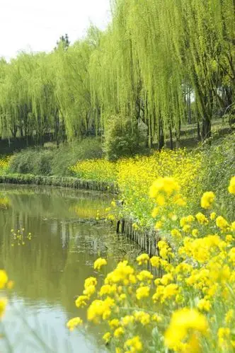 寻找春天的足迹