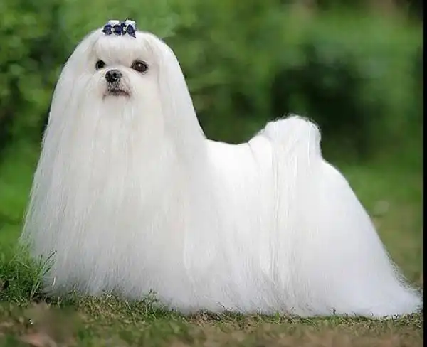 几种热门小型狗狗也太适合小女生饲养了