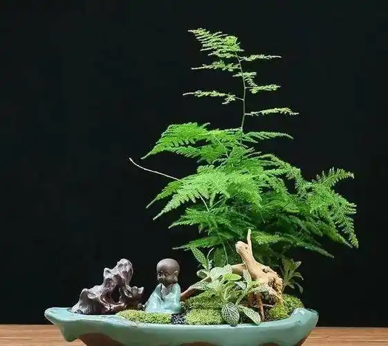 春季文竹有"3喜1怕",做好后蹭蹭窜新芽,长得文雅秀美