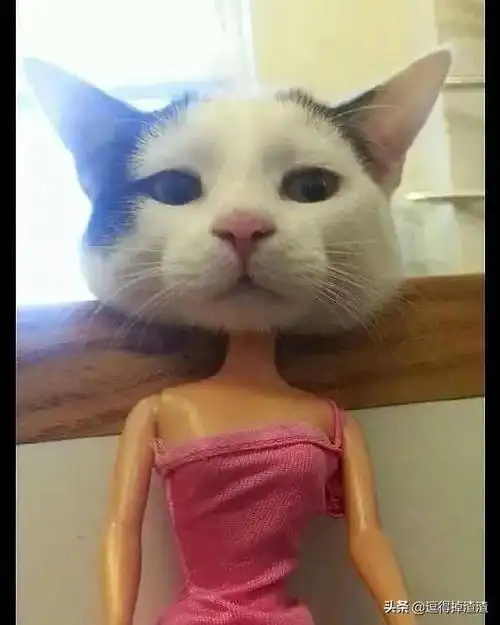 沙雕图片你自己瞅瞅你都胖成啥样了不能再吃了