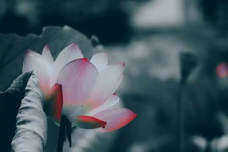 我是佛前一朵莲