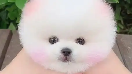 超萌可爱小奶狗,心都被它萌化了!