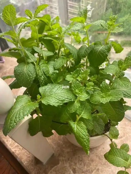 这是我养的最成功的一次,就是不知道这是什么品种的薄荷,能吃吗?
