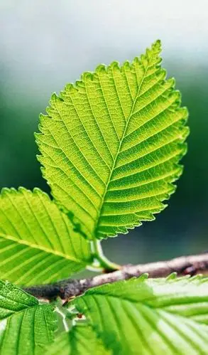 打开微信最下方的  【我】—【设置】—【聊天】—【聊天背景】—【从