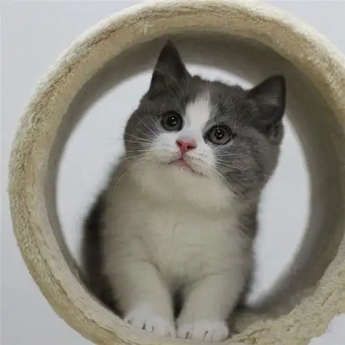 出售纯种英国短毛猫蓝白蓝猫宠物猫幼猫