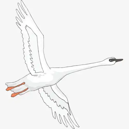 天鹅展翅飞翔简笔画