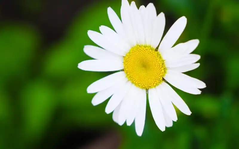 电脑壁纸 花卉 植物 清新淡雅的小雏菊来袭
