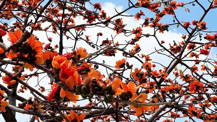 木棉花广东人的浪漫祛湿健脾yyds