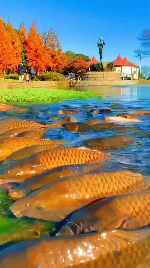 优美大自然鱼儿水中游祝大家年年有鱼