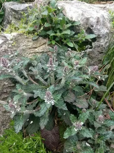 南昌熊师兄分享白毛夏枯草.