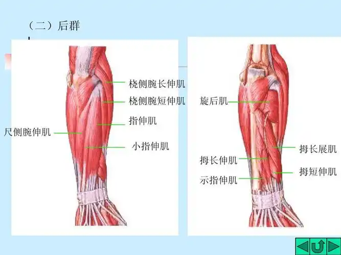 ppt (二)后群 桡侧腕长伸肌 桡侧腕短伸肌 旋后肌 指伸肌 尺侧腕伸肌