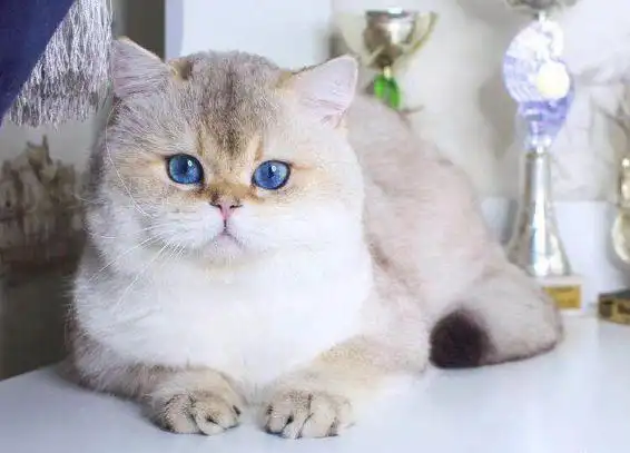 70万买只猫!仙气猫「深邃蓝眼 完美脸型」超吸晴 :看起来都在笑