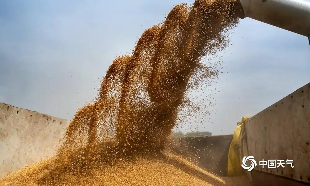 安徽淮北:又是一年丰收季 小麦颗粒归仓(1/12)