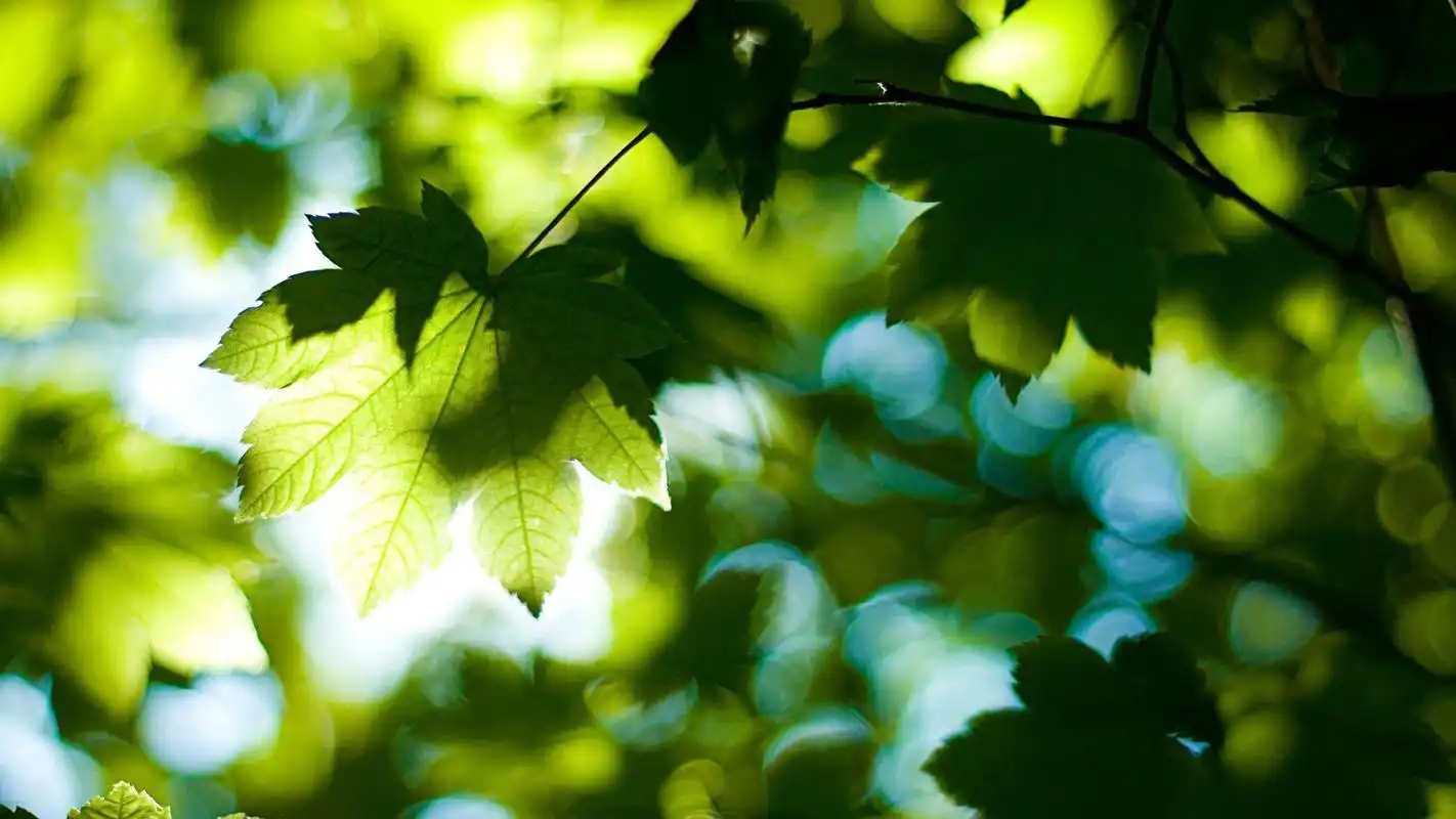 绿色系清新高清桌面壁纸