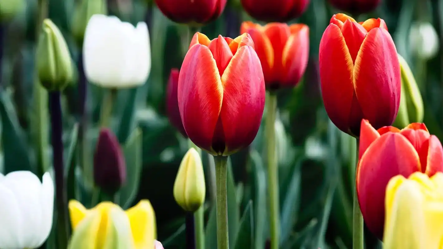 花朵植物清新摄影电脑桌面壁纸