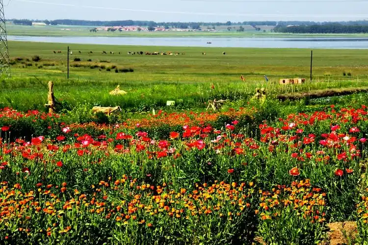 闪电河湿地天鹅湖五花草甸沽源草原处处景