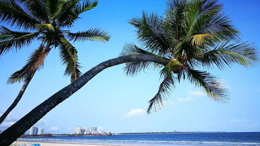 椰树是坚强的海边卫士.