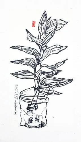 线描植物——《富贵竹》