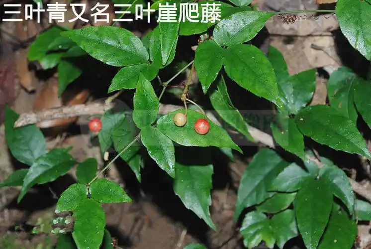 中药材 三叶青 金线吊葫芦 土经丸 金线吊葫芦 石猴子大量批发