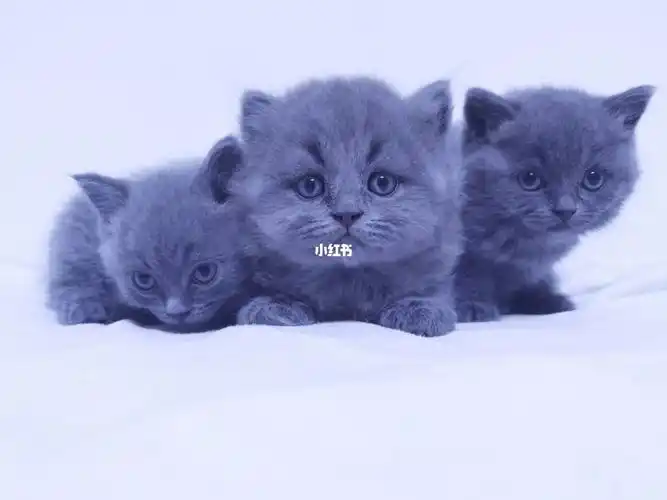 英短蓝猫硬汉的霸气与温柔