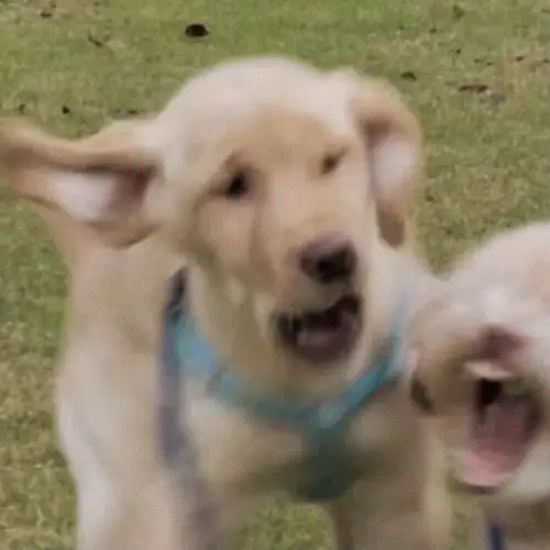 求这种沙雕又可爱的狗勾情头