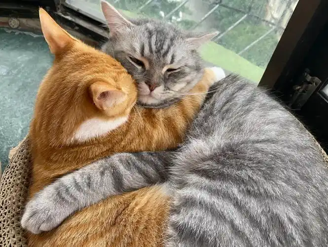一对恩爱的猫咪