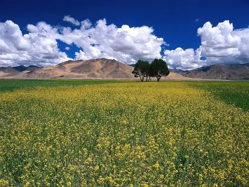 春天金灿灿的油菜花高清图片素材(10p)[photoshop资源网|ps教程|psd