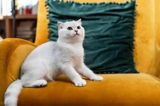 "哈喽大家好,我是你们的好朋友,宠物达人奇趣喵喵酱.