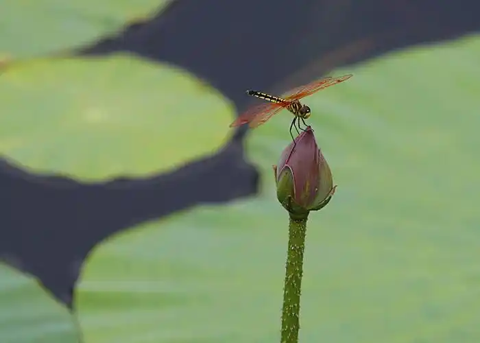其它 蜻蜓立荷上 写美篇当下已进入仲夏时节,荷花开满池塘,蜻蜓依然