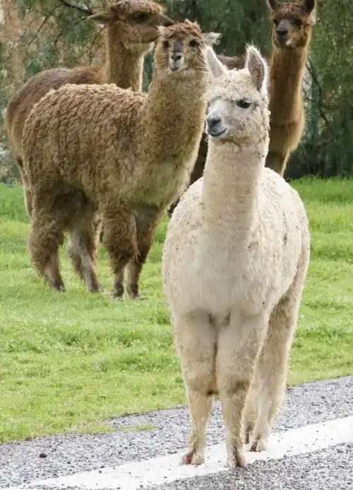 羊驼是什么动物?羊驼为什么叫草泥马_大全-幸福起航