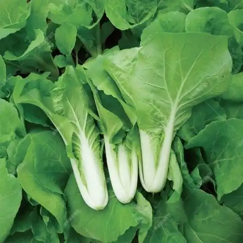 山东新鲜蔬菜沙拉菜叶菜类小青菜四季快菜小白菜试吃装1斤