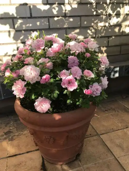最值得养的盆栽月季之一,花多易爆盆,四季开花不停,漂亮又好养