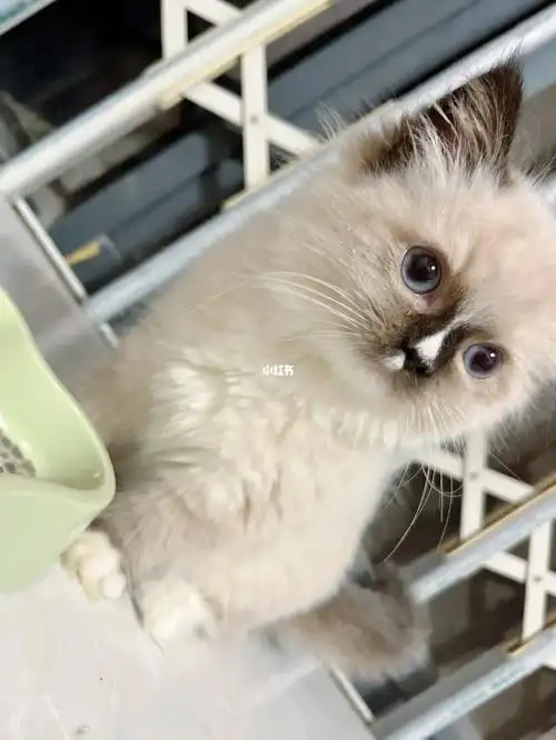 我的布偶白手套妹妹