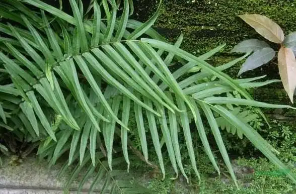 蜈蚣草形态特征-生长环境-分布-繁殖方法-功效与作用-价格- 百科