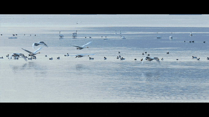 天鹅之城舞翩跹