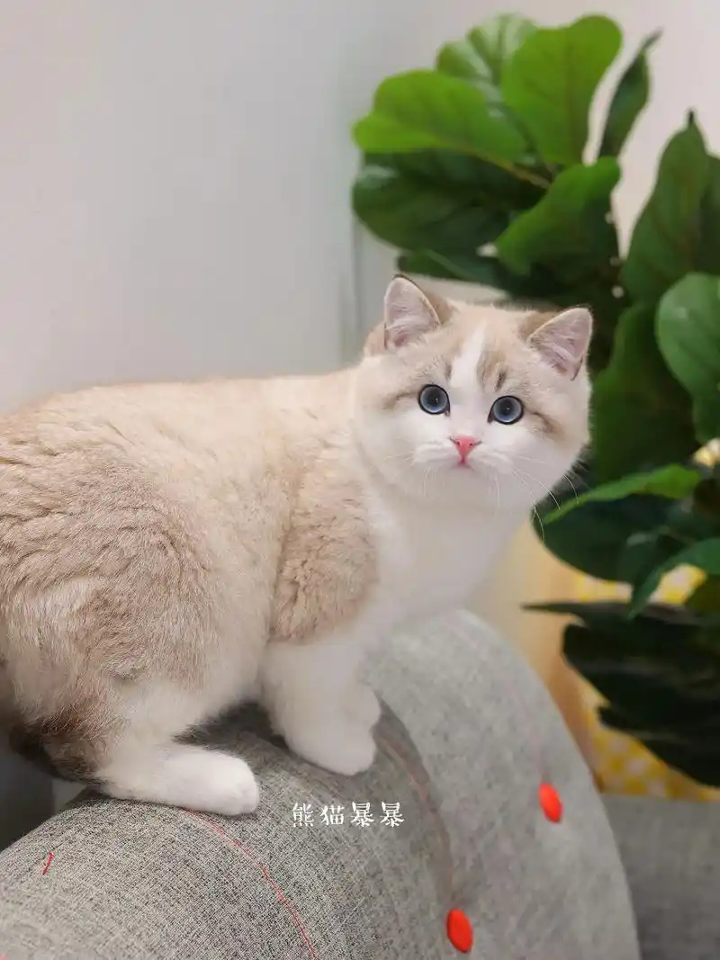 这不比布偶香嘛.#图文扶持计划入口  欧洲双色英短|重点色加 - 抖音