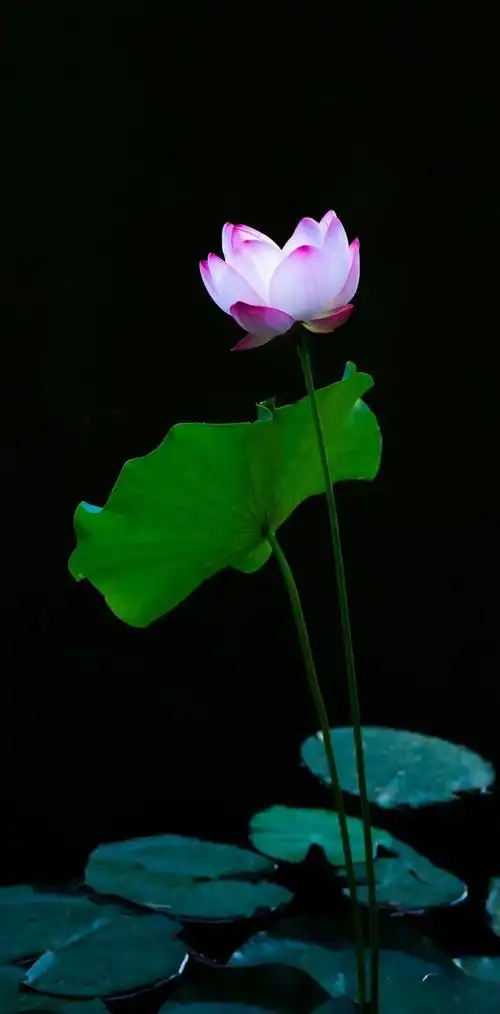 3)|张伟|罗西|刘玮|荷韵|洁白无瑕_网易订阅