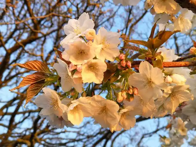 伦敦街巷春景图