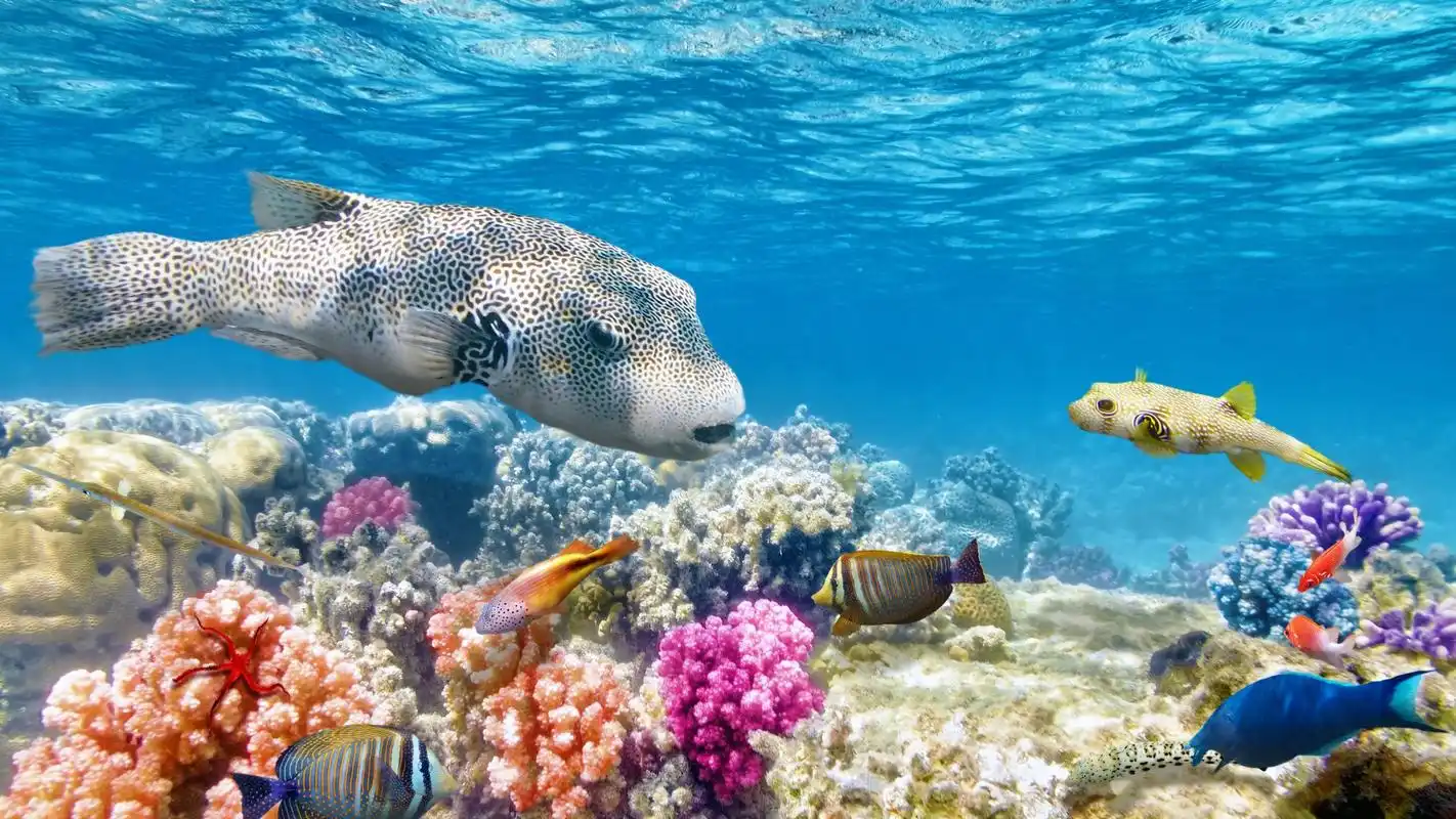 海底世界鱼群摄影高清图桌面壁纸